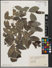 Foto von Salix aegyptiaca L.